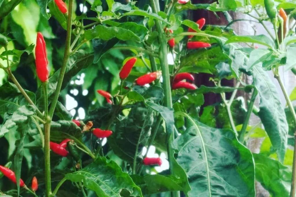 Pirenópolis Condominio Shambala Piri מראה חיצוני תמונה